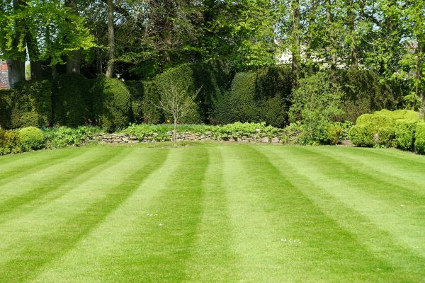 Cost of Grass Care Service in Georgetown
