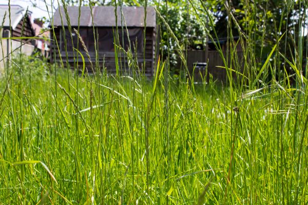 Cost of Overgrown Lawn Trimming in Georgetown