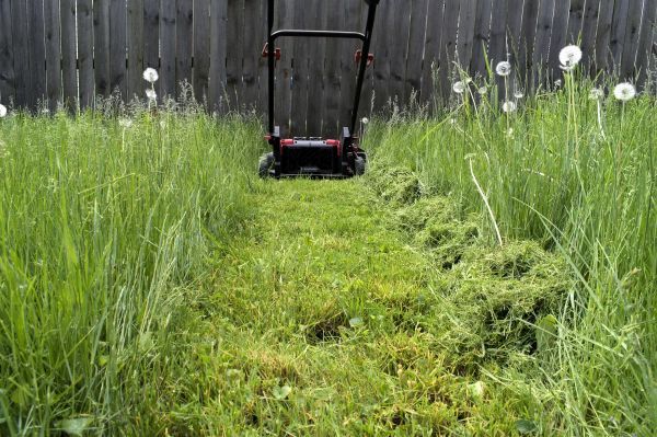 Cost of High Grass Mowing in Georgetown